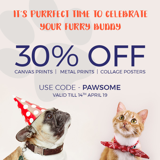 It's purrfect time to celebrate your furry buddy.